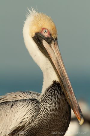 Josh Manring Photographer Decor Wall Art -  Florida Birds Everglades -175.jpg